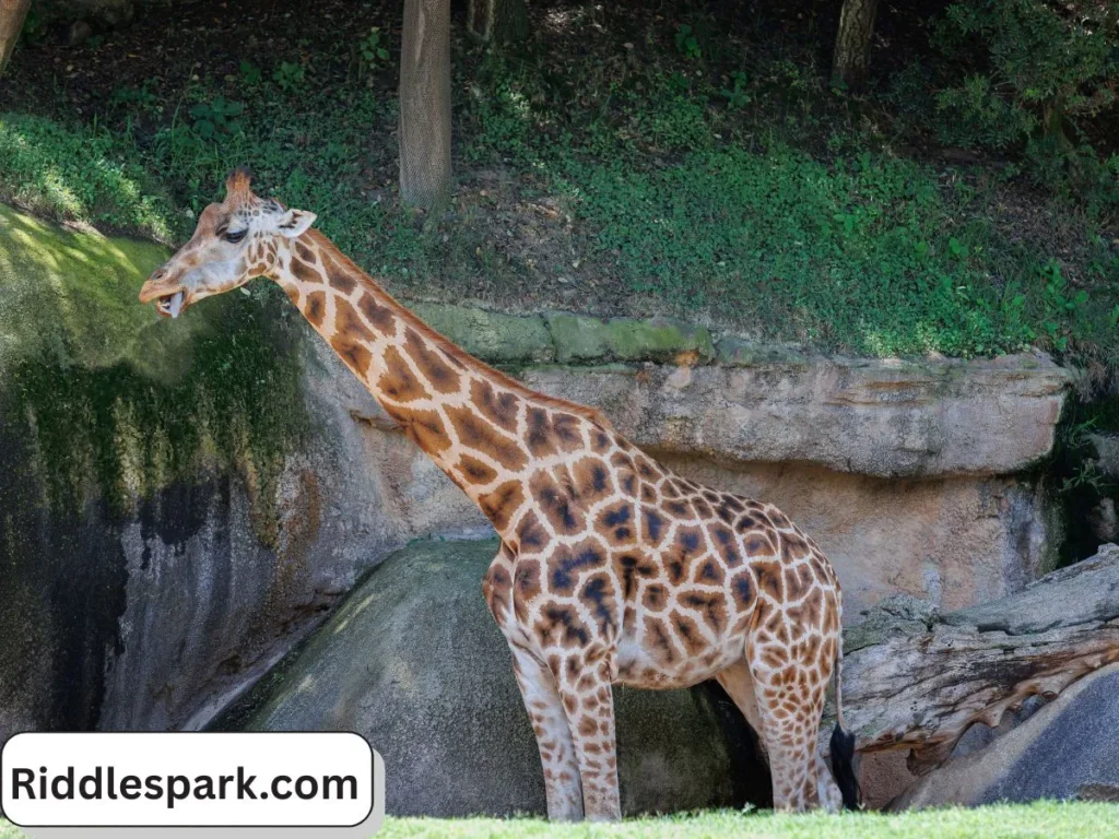 Animal & Nature Long Themed Riddles for Kids