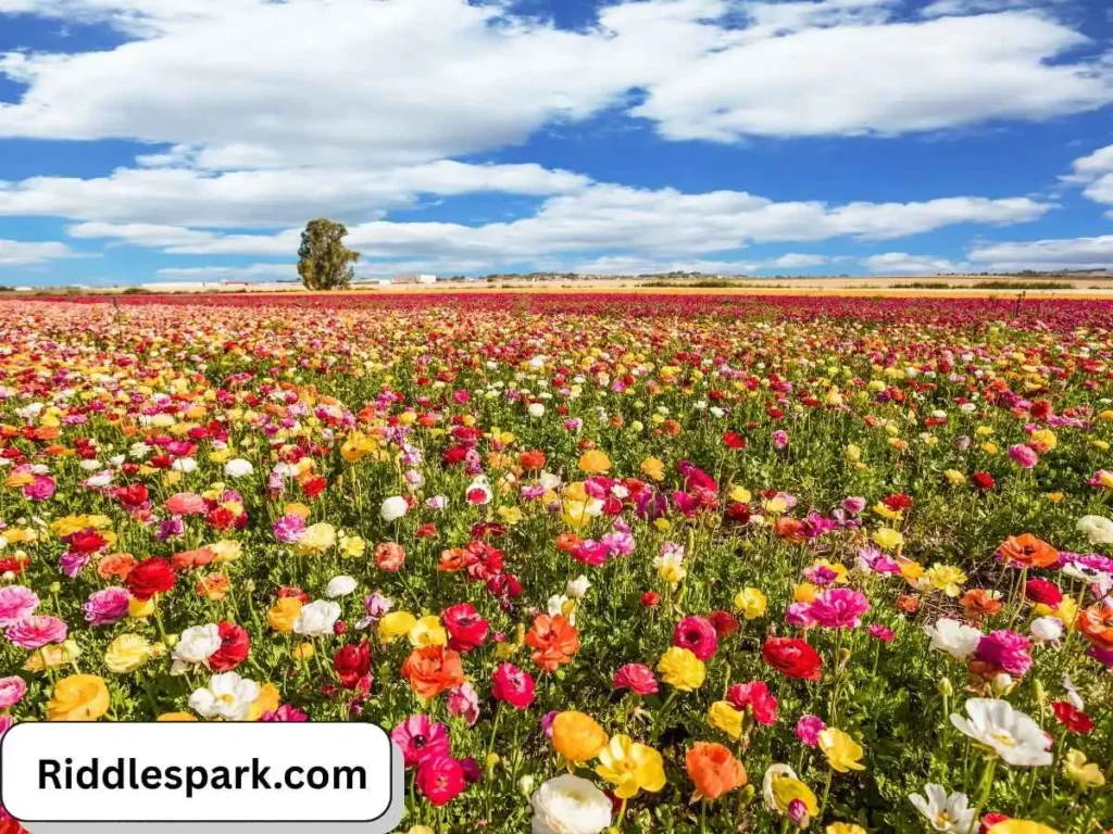 Flowers & Plants Spring Riddles