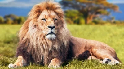 Animal riddles for Adults